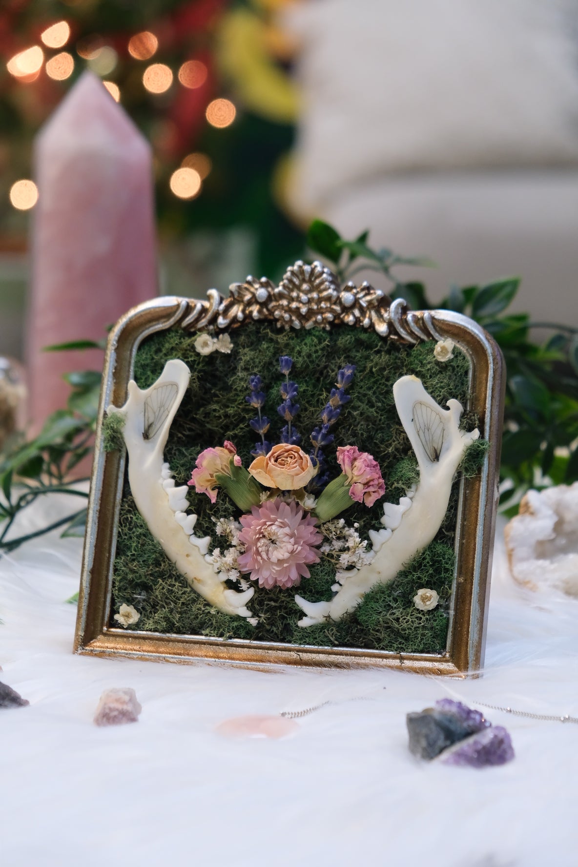 Fox Mandibles & Cicada Hindwings