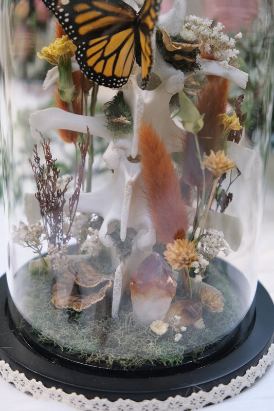 Monarch on Goat Spine