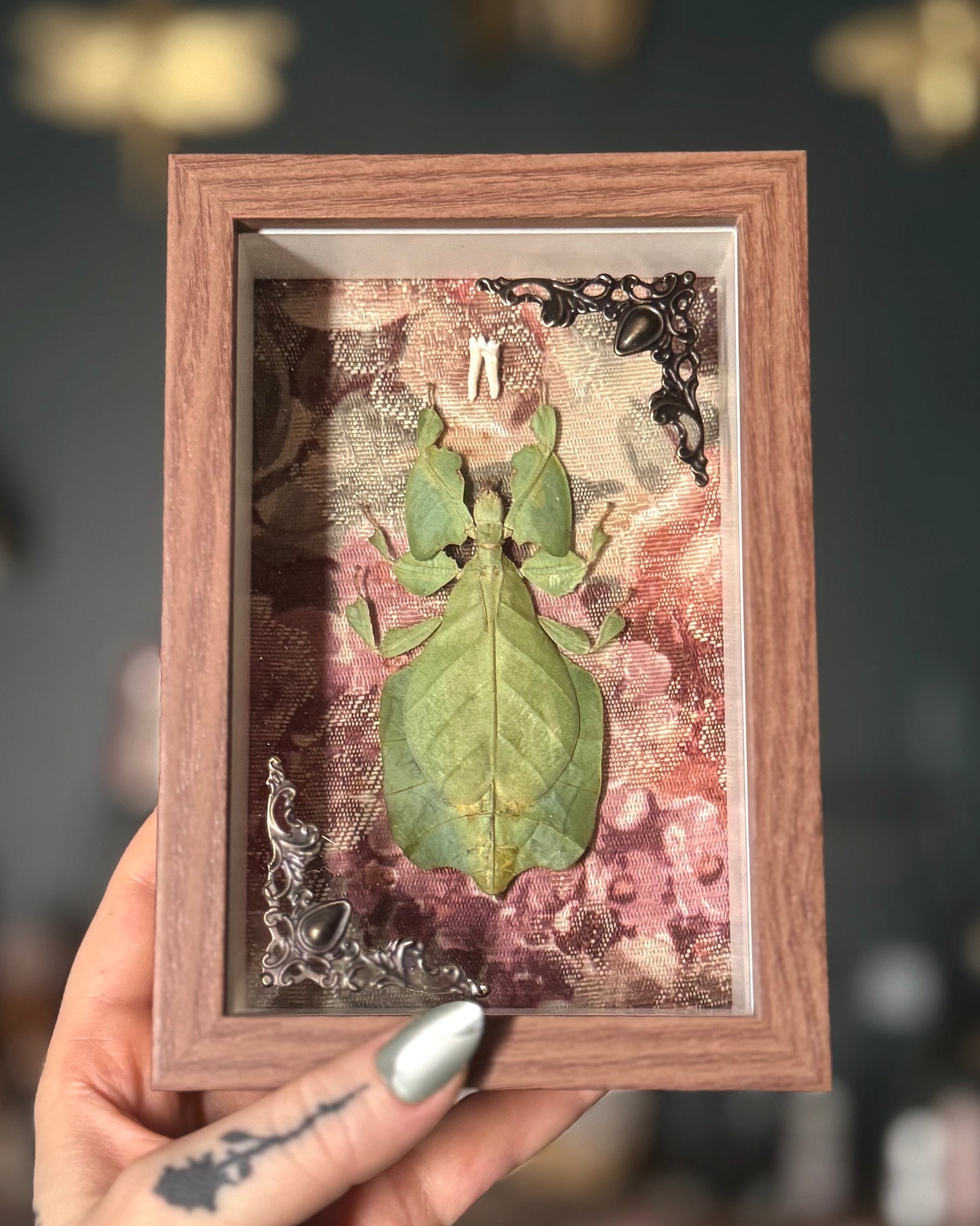 Leaf Bug & Opossum Side Molar