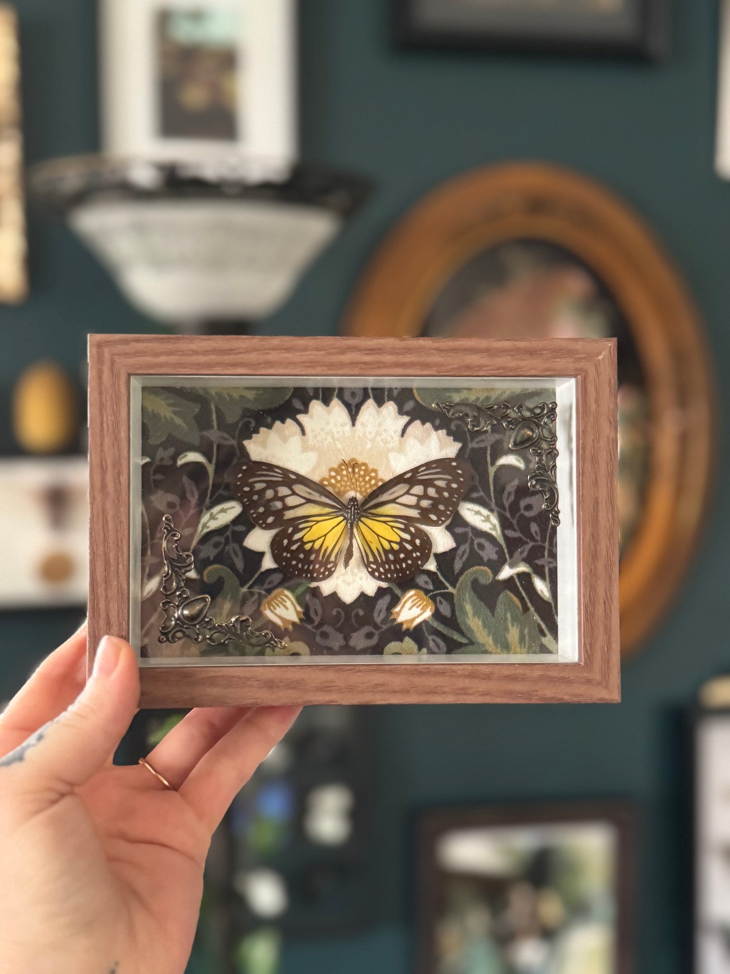 Common Butterfly Simple Shadowbox