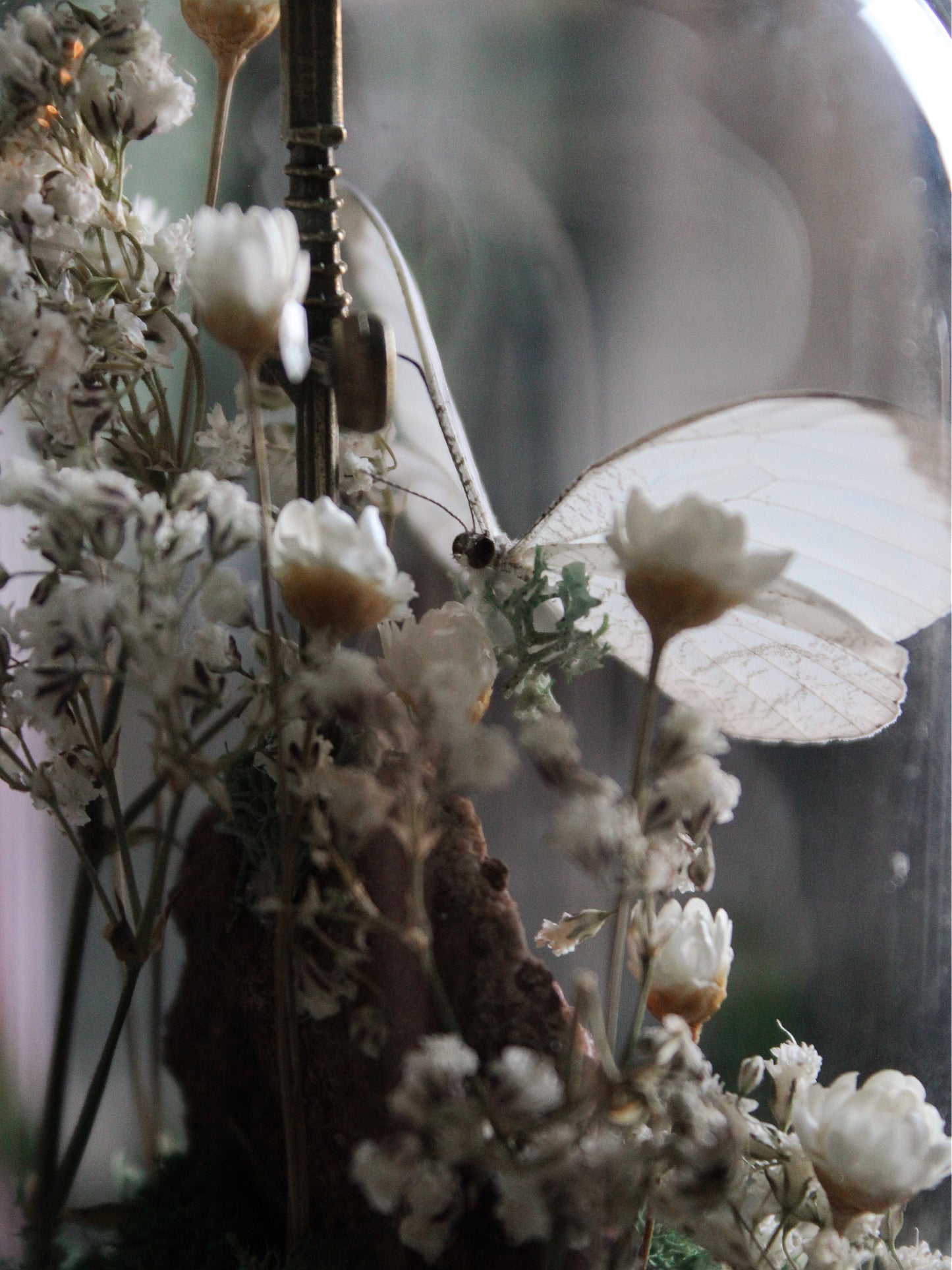Flower Agate and Common Green Butterfly