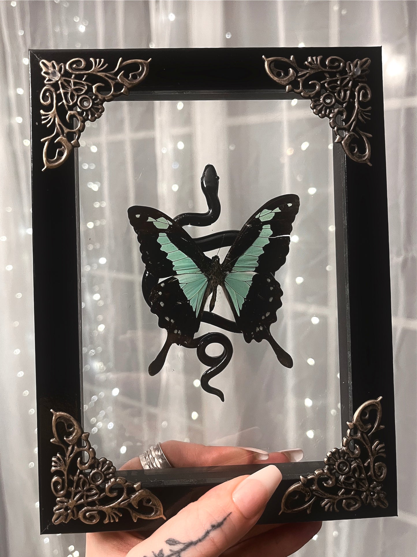 Shadow Box Butterfly with Snake Sculpture