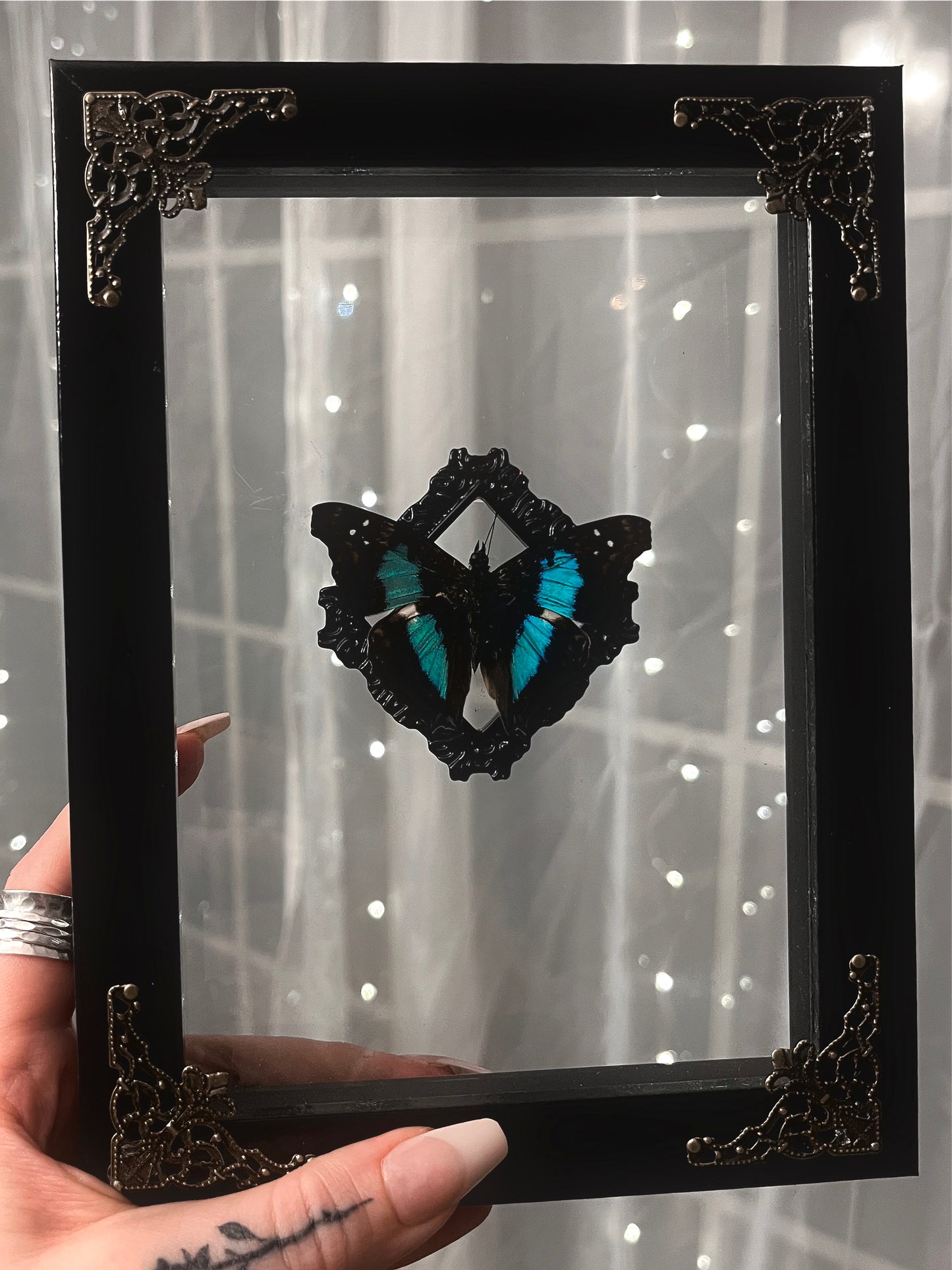 Shadow Box Butterfly Turquoise Empress