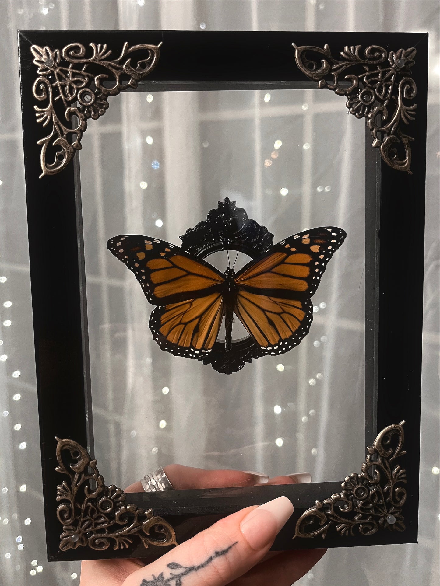 Shadow Box Butterfly Monarch