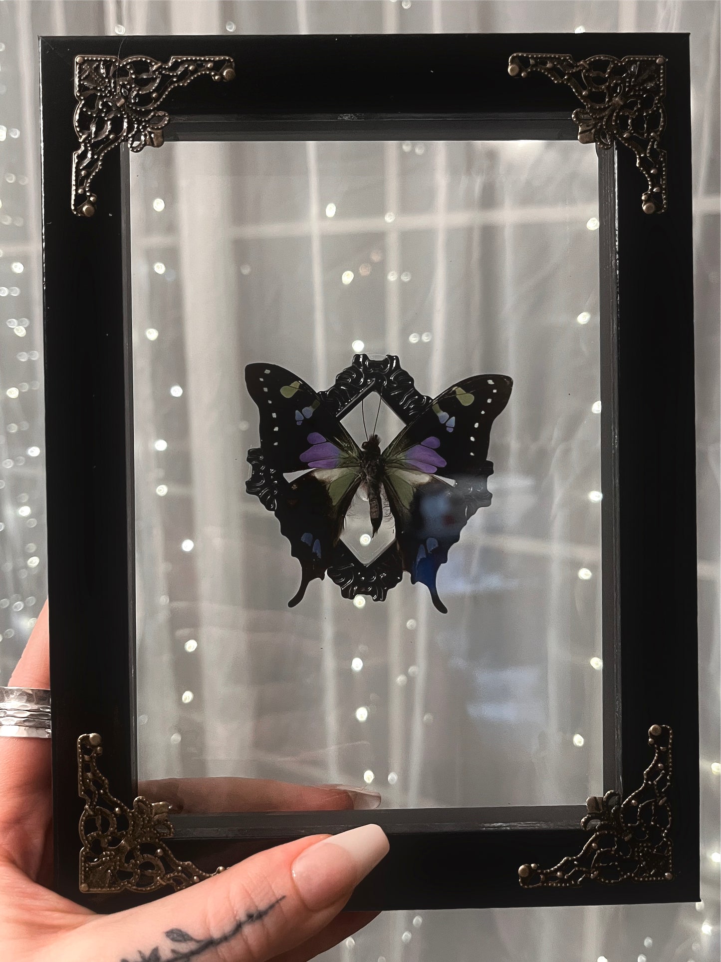 Shadow Box Butterfly Purple Swallowtail