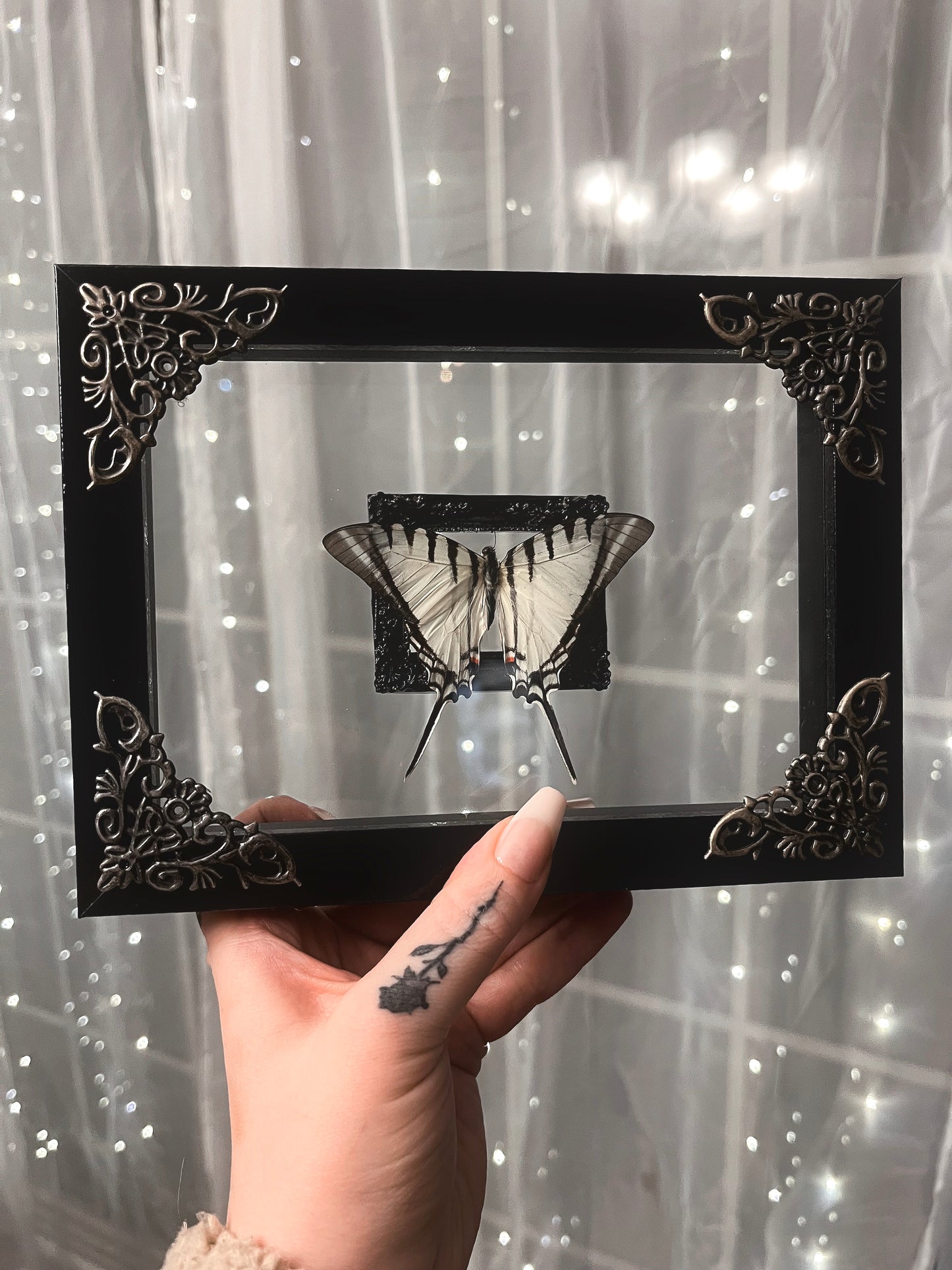 Shadow Box Butterfly Pale Swallowtail