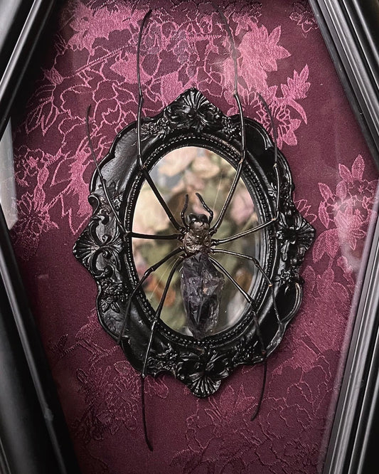 Made to Order Orb Weaver Coffin Shadow Box