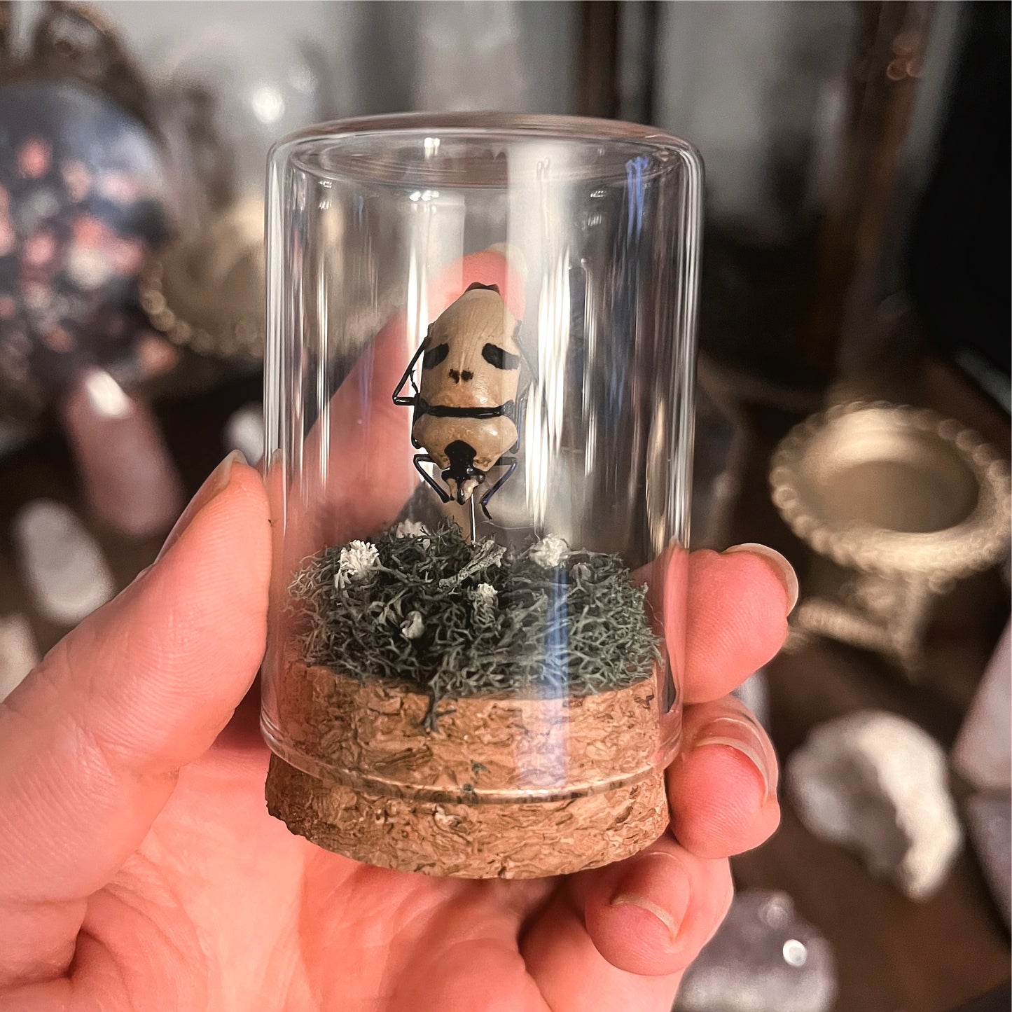 Man Faced Beetle Simple Specimen Display