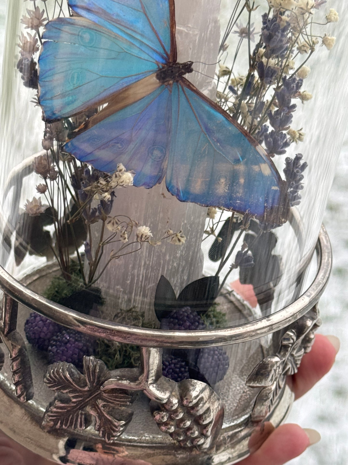 Winter Harvests Morpho Portis