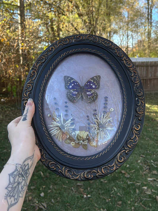 Purple Spotted Butterfly in Large Bubble Glass