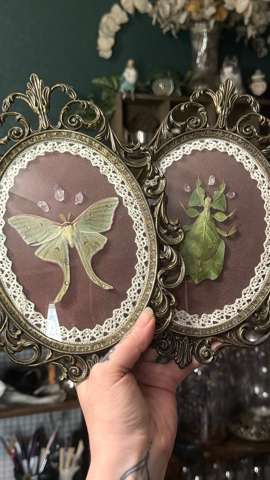 Lacey Luna Moth or Leaf Bug MTO