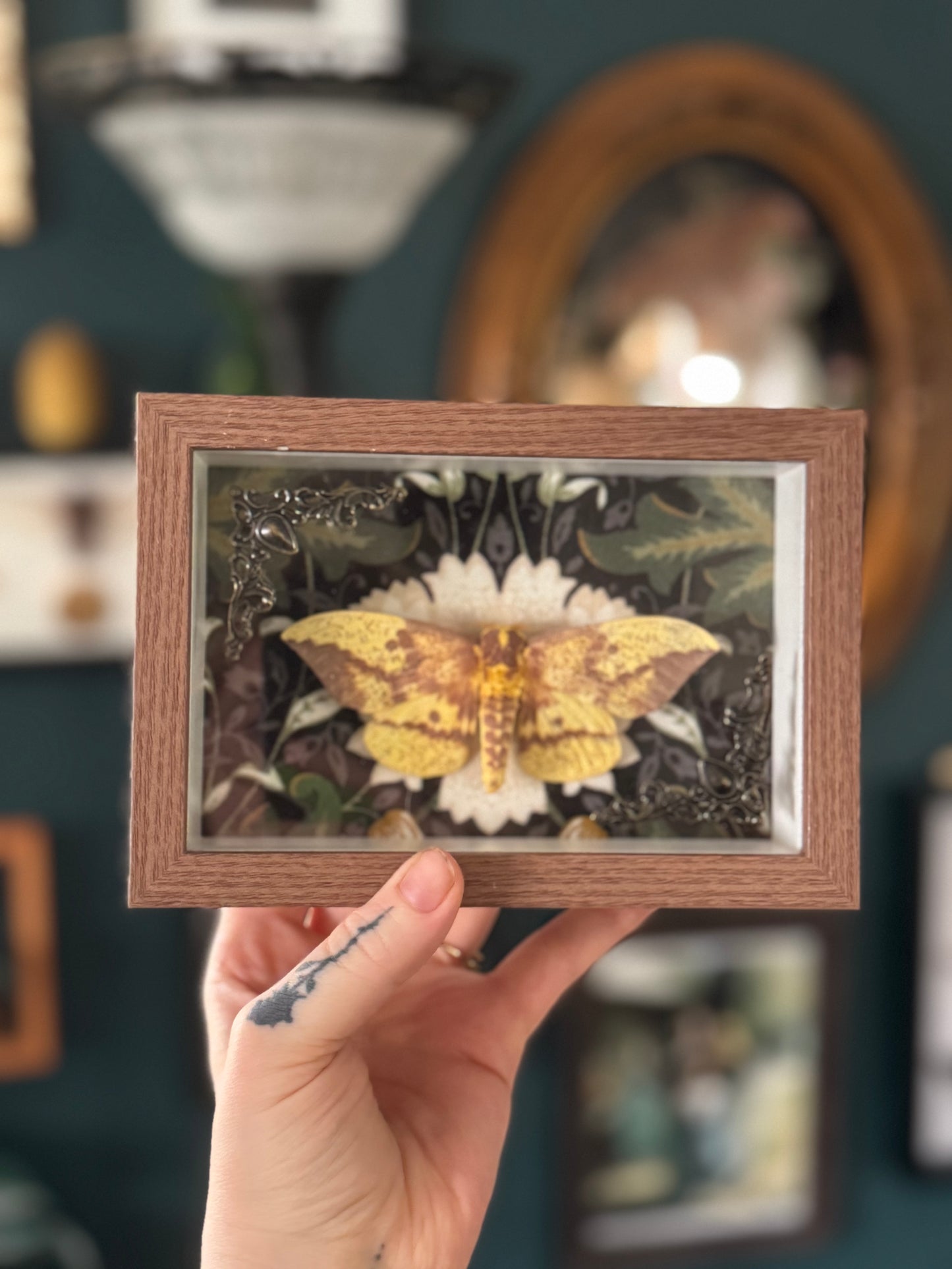 Imperial Moth Simple Shadowbox