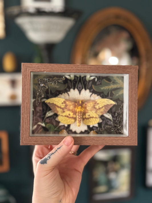 Imperial Moth Simple Shadowbox