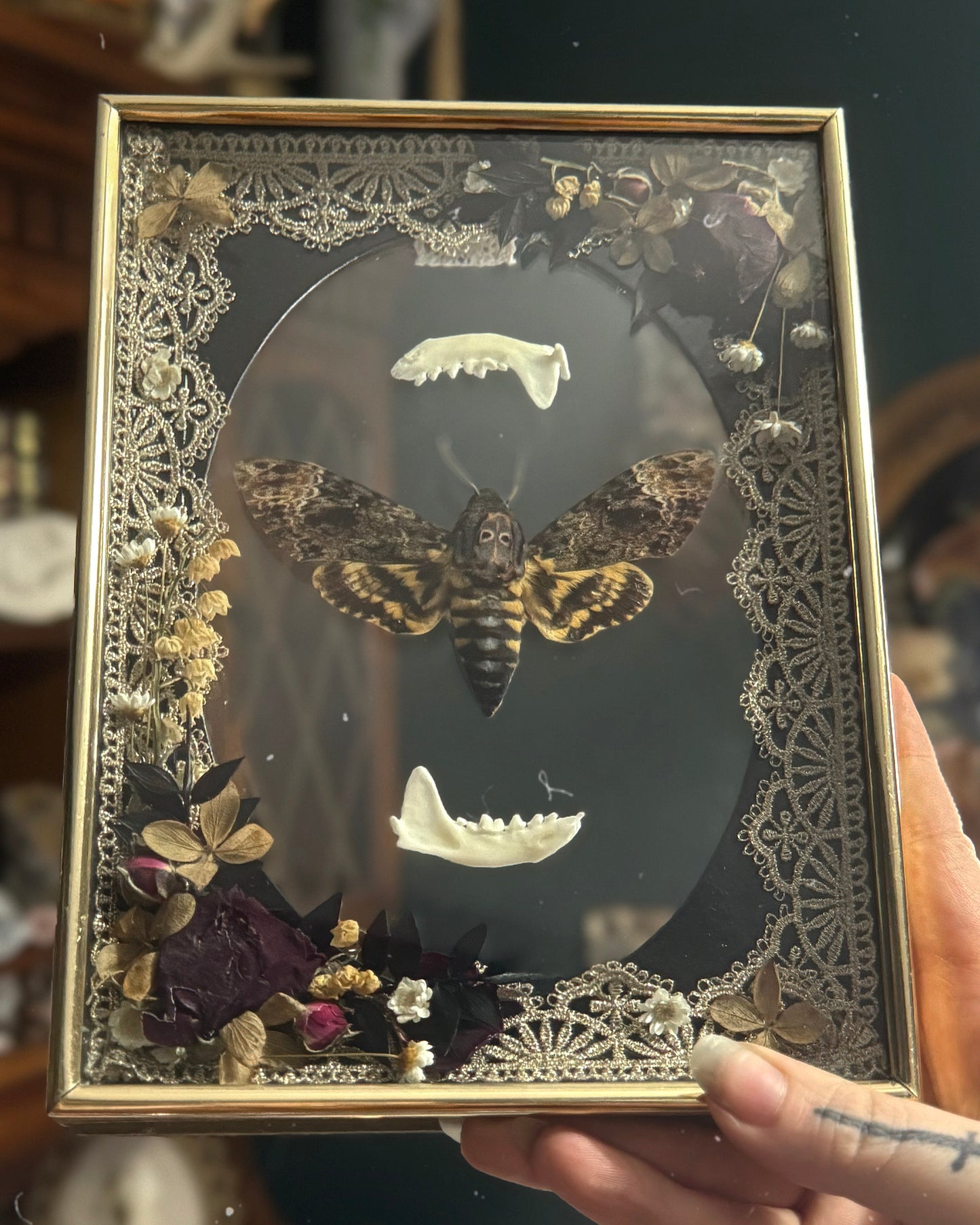 Mink mandibles and death’s head hawk moth