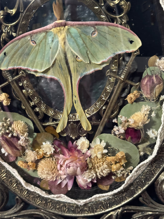 Luna moth portal frame