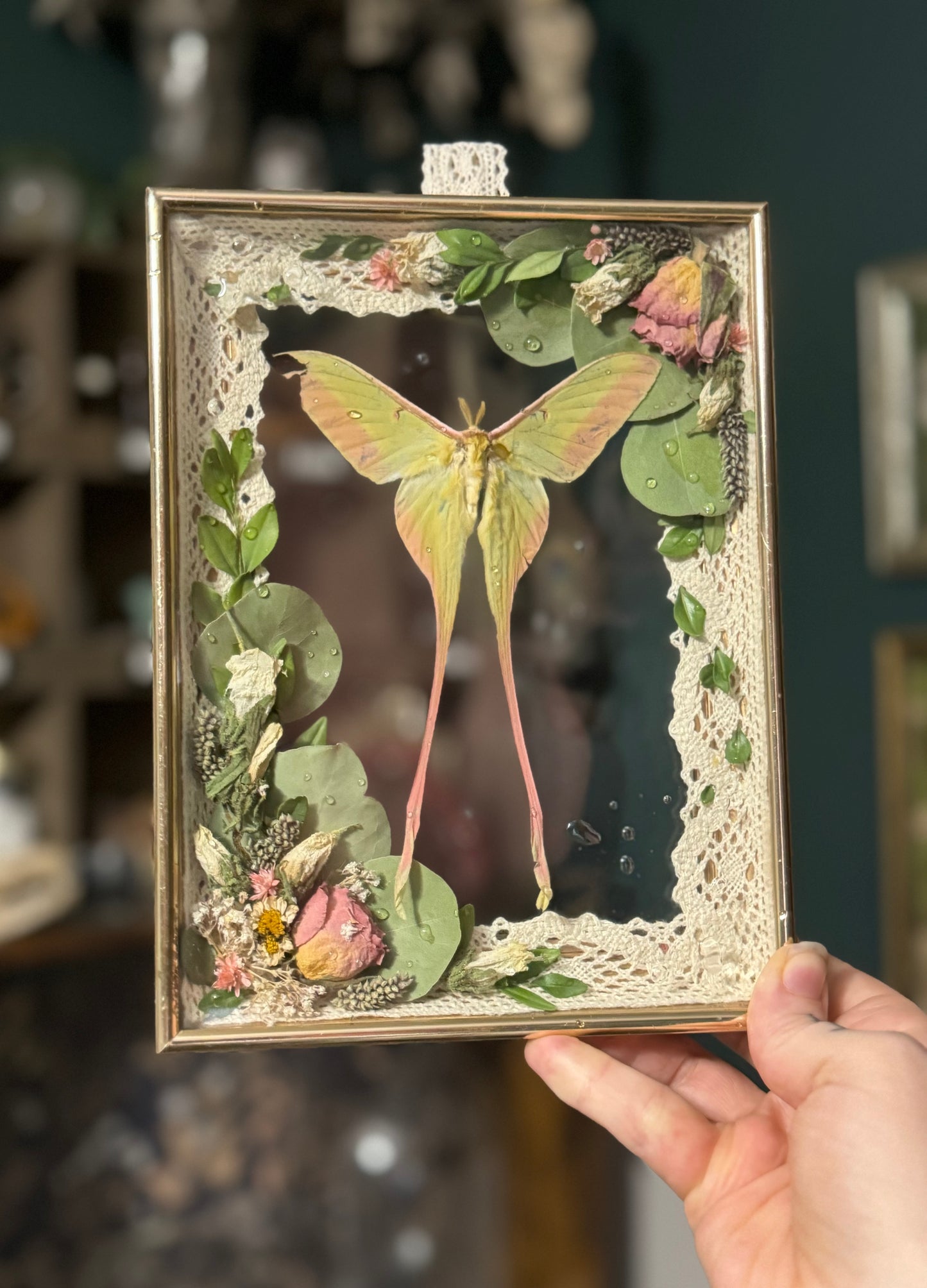 Chinese Luna in double pane frame.