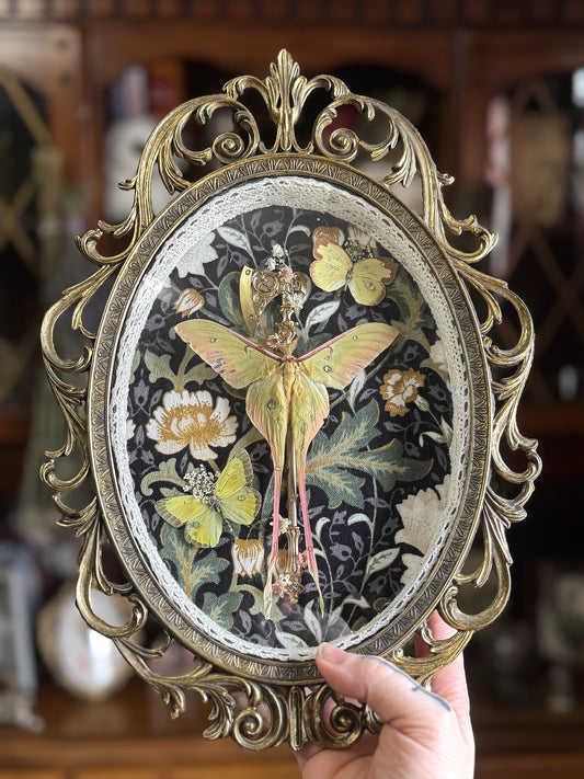 Chinese Luna with Axe & Friends