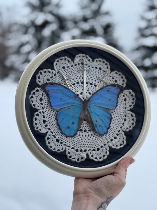 Snow Morpho