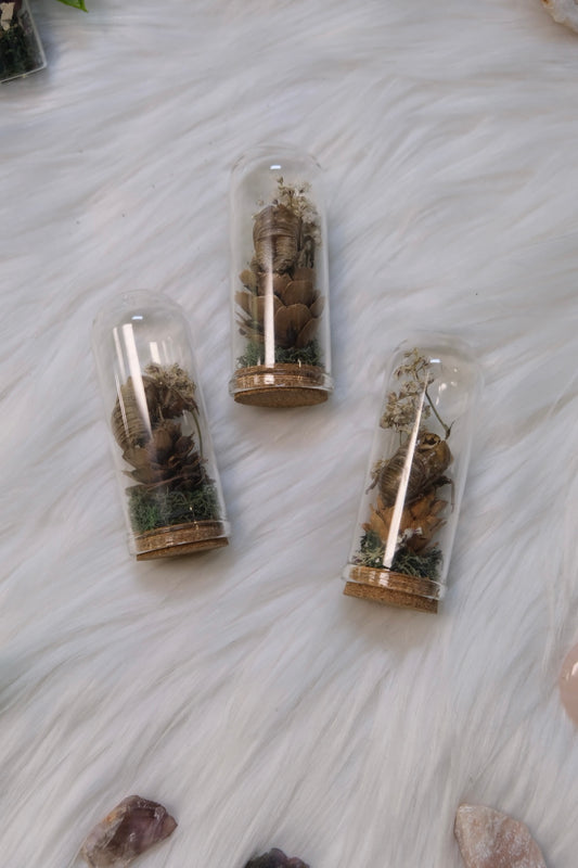 Pinecone and cicada shell mini curio