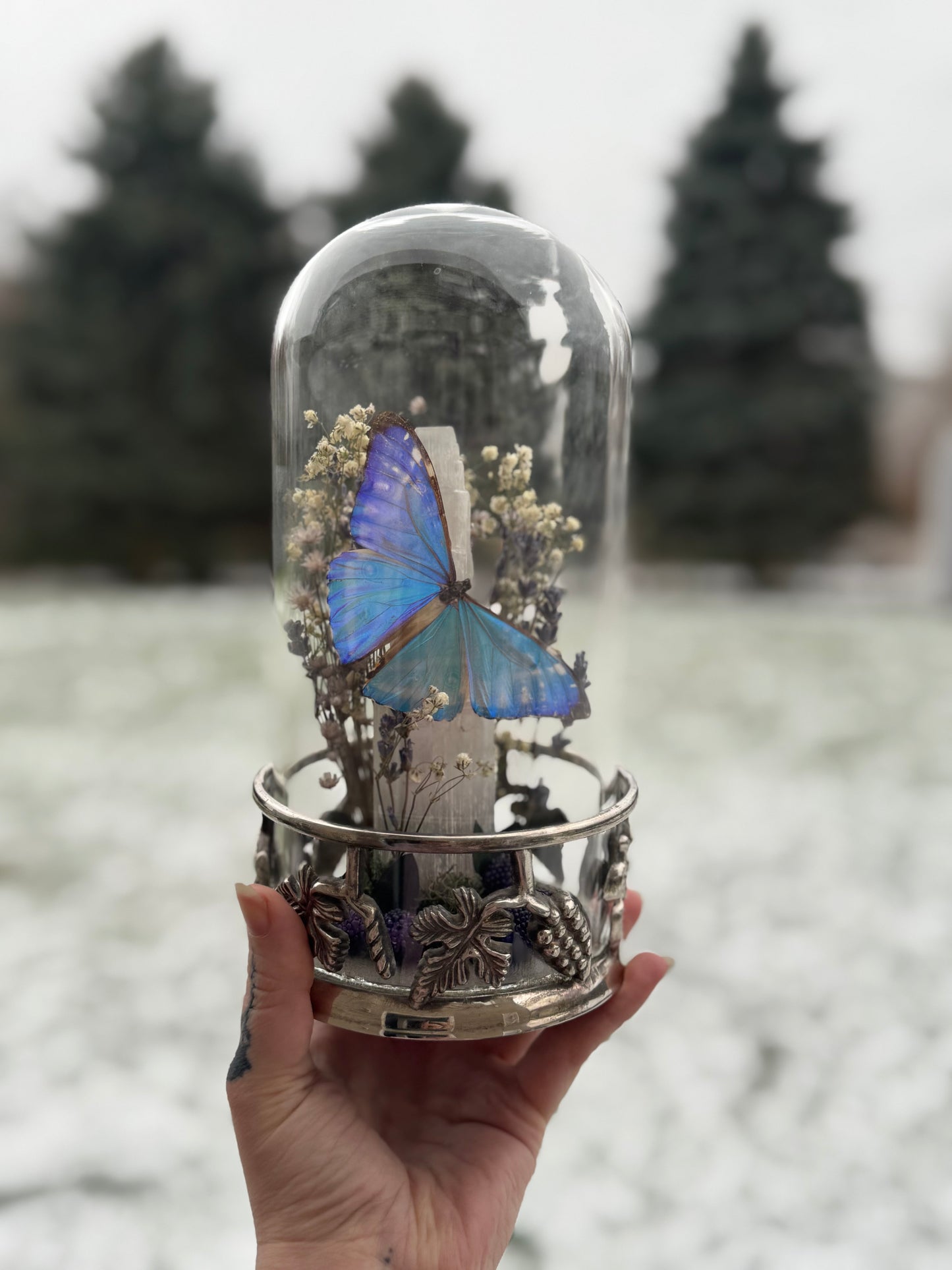 Winter Harvests Morpho Portis