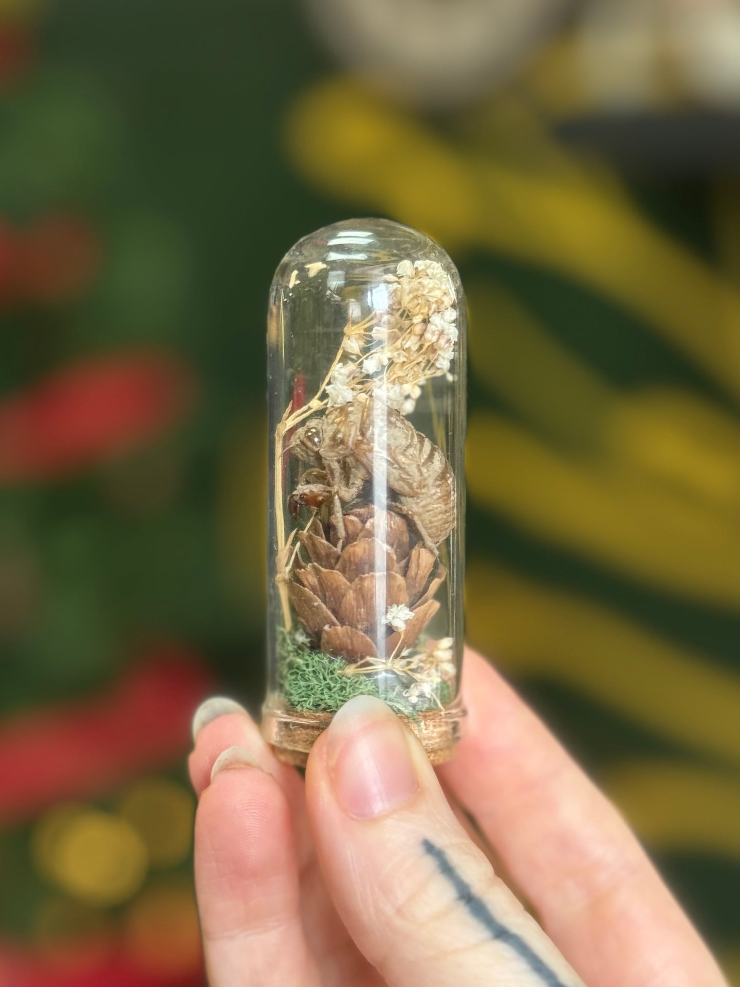 Pinecone and cicada shell mini curio
