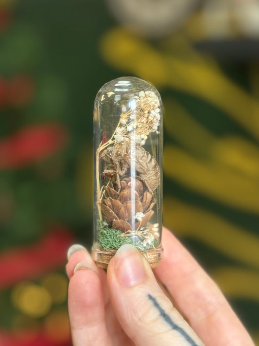 Pinecone and cicada shell mini curio