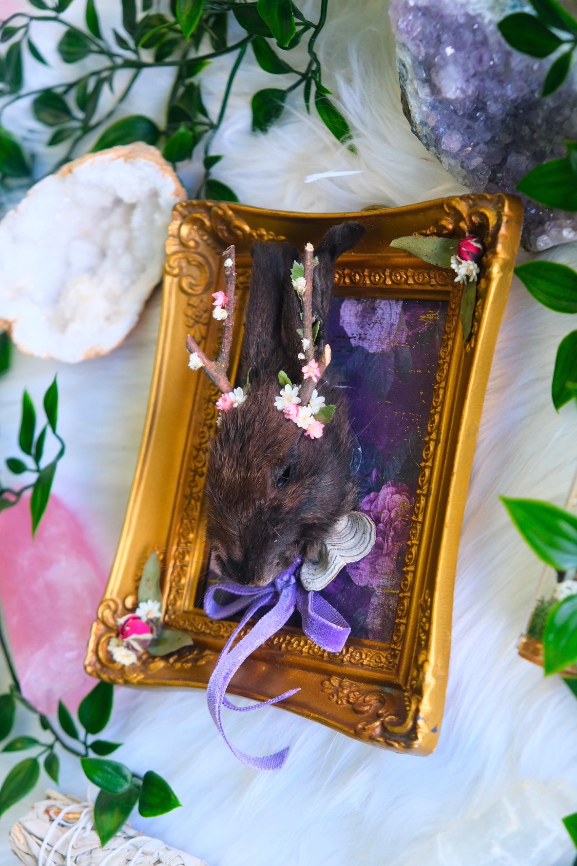 Black Juvenile Jackalope Head Mount