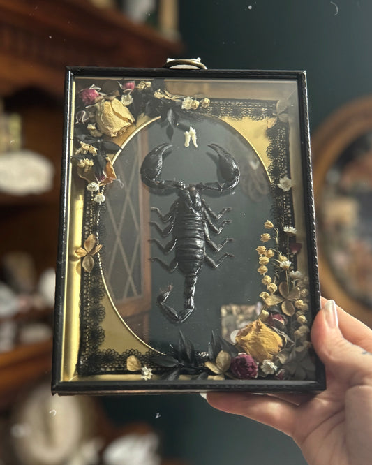 Scorpion in vintage double pane frame