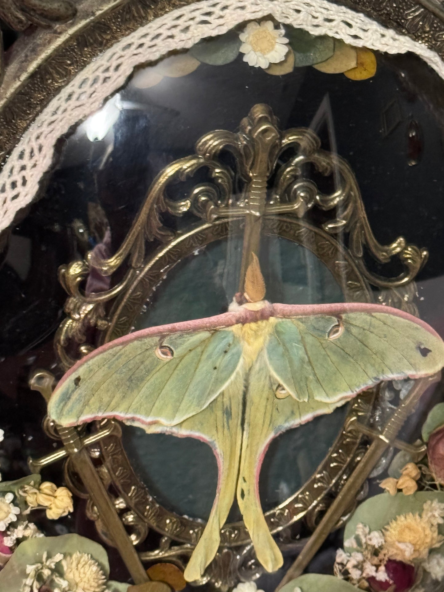 Luna moth portal frame