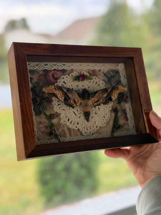 Hawk Moth Mama