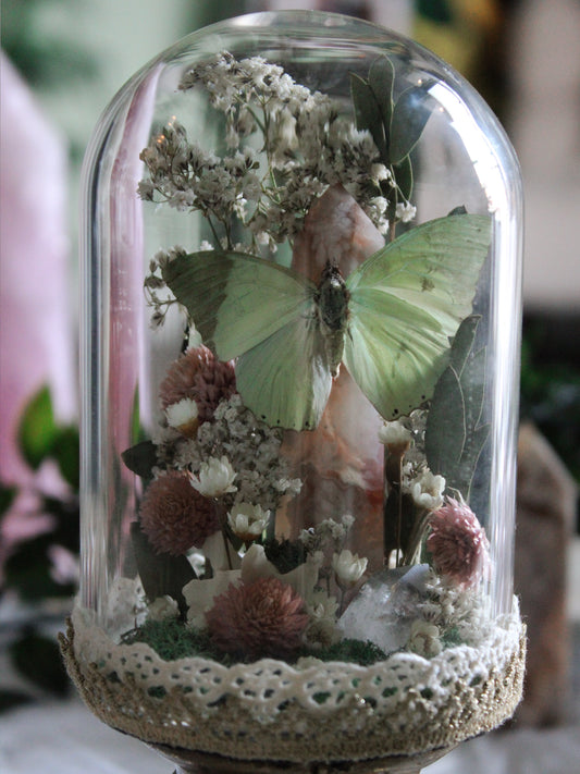 Flower Agate and Common Green Butterfly