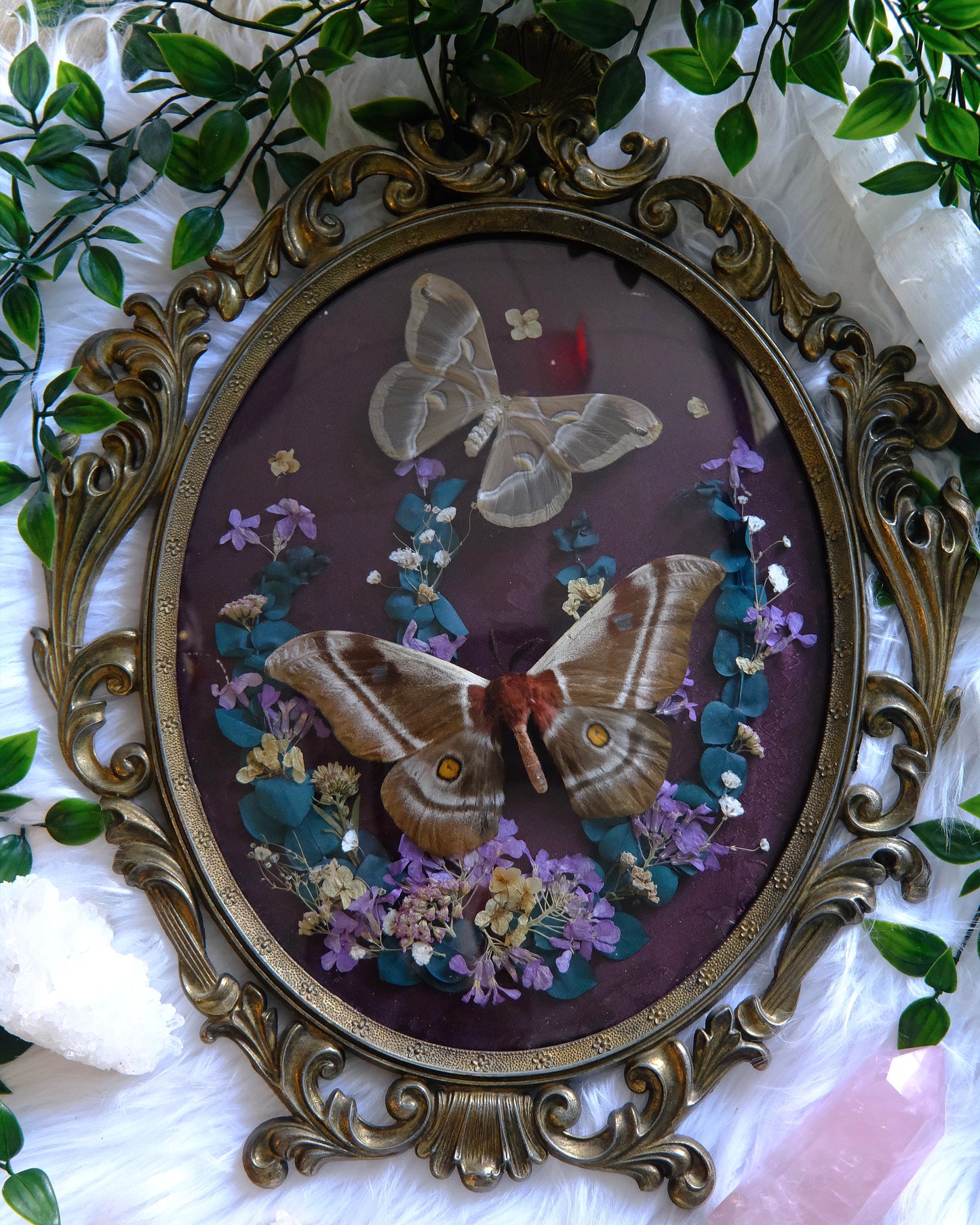 Silk Moths in Large Vintage Frame