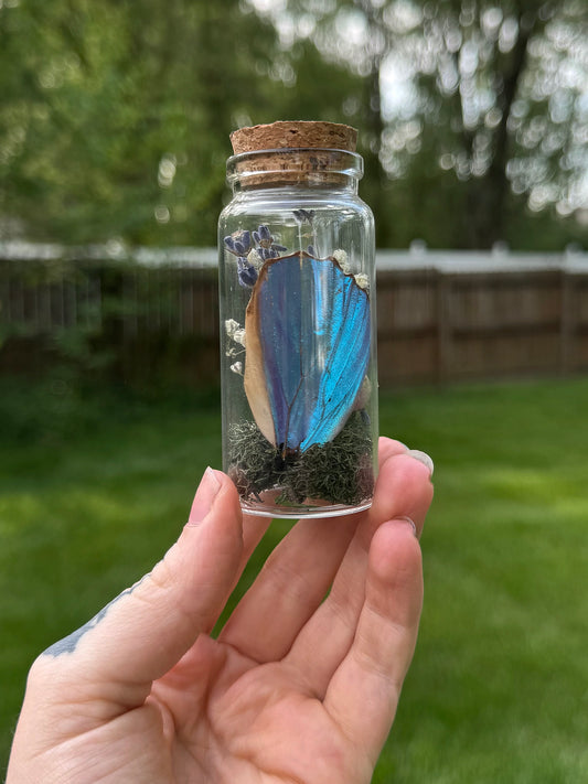 Morpho Hind Wing Curio Jar