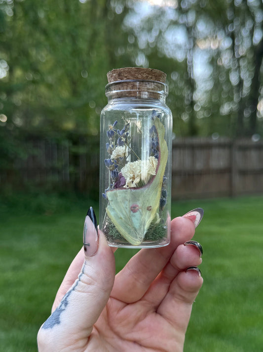 Luna moth hind wing curio jar