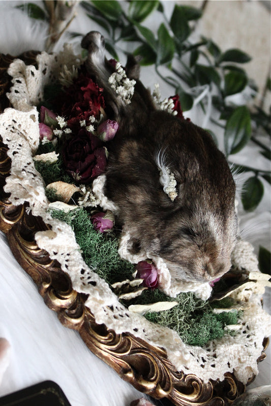 Bunny Taxidermy Mount in Burgundy