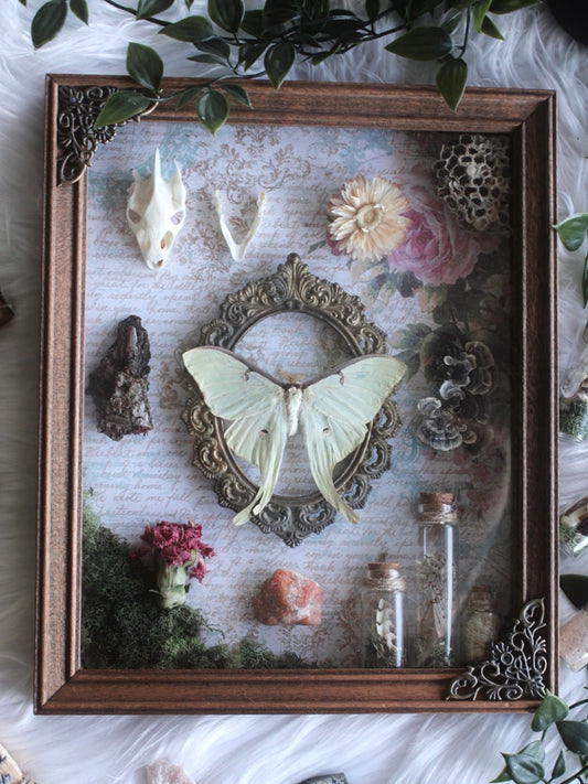 Luna Moth Curio Collection Shadowbox