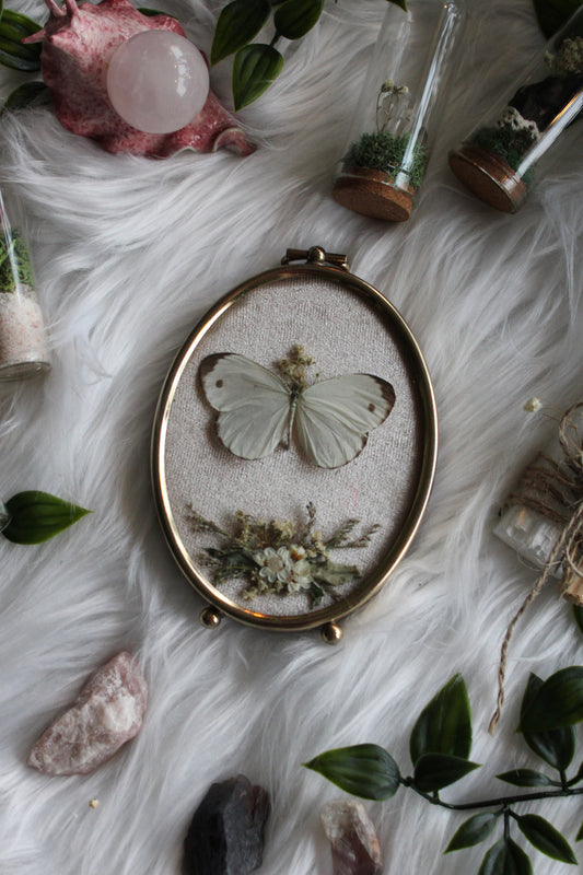 Butterfly in Vintage Tabletop Bubble Glass Frame