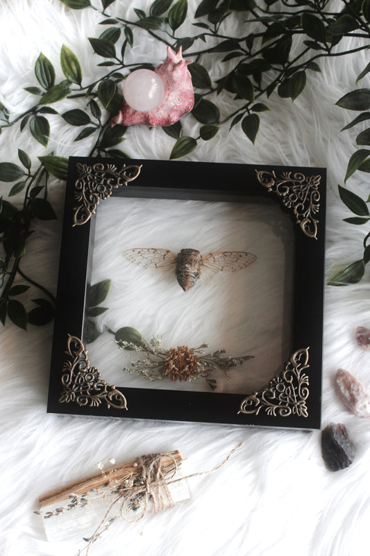 Floating Cicada with Dried Florals