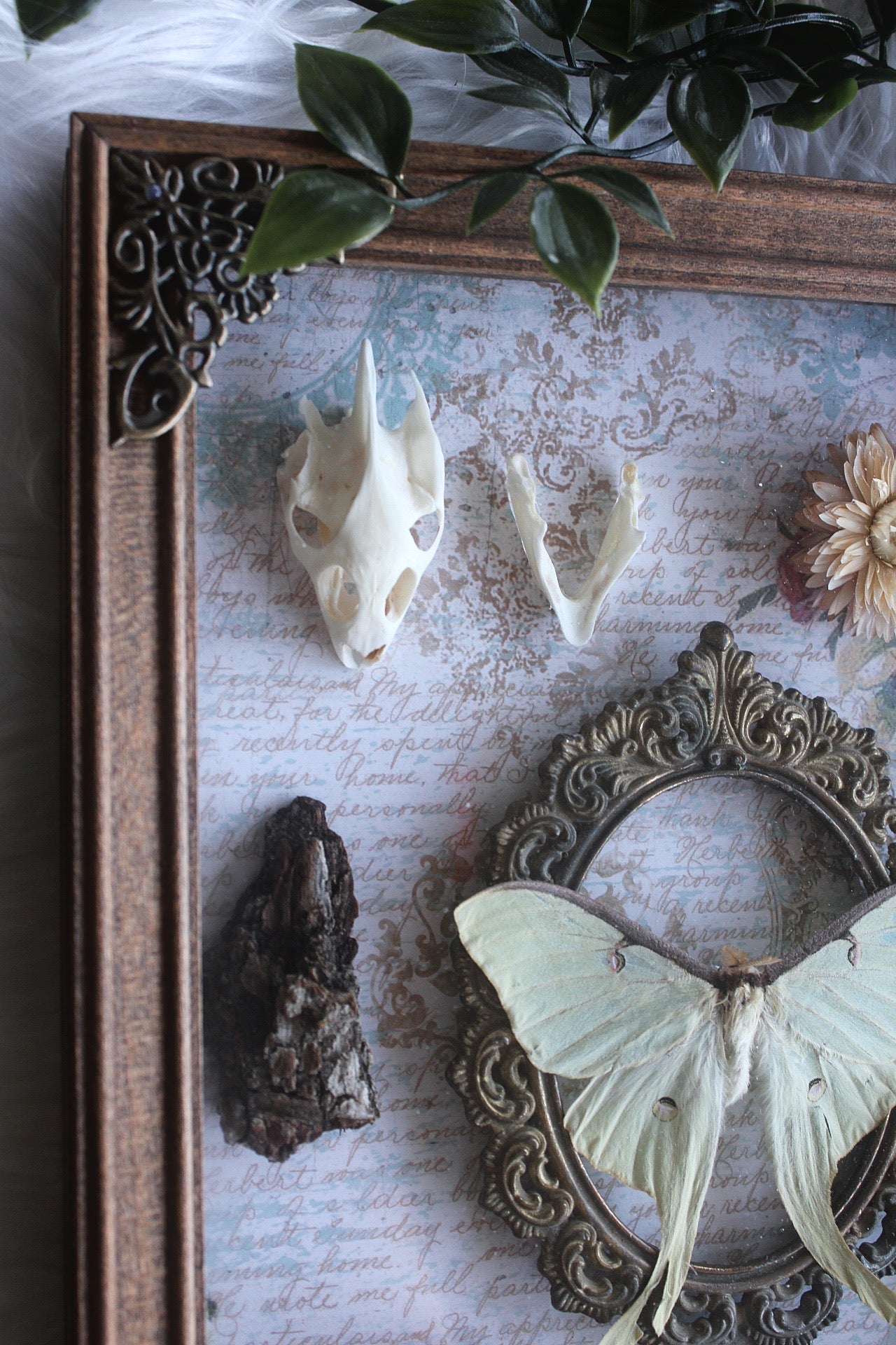 Luna Moth Curio Collection Shadowbox