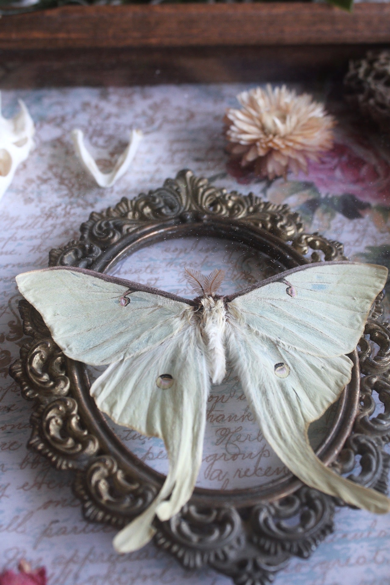 Luna Moth Curio Collection Shadowbox