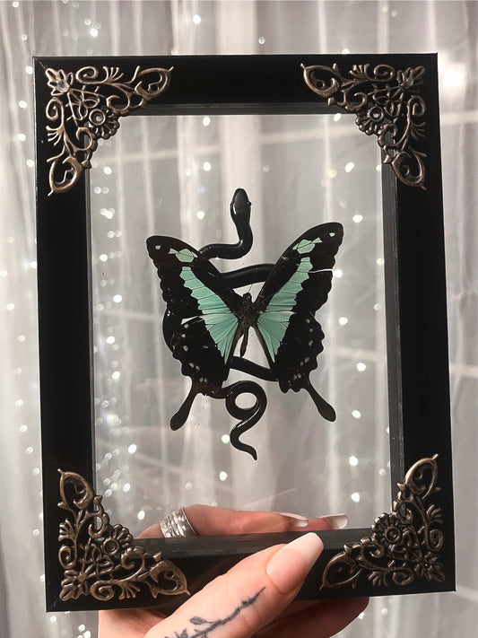 Shadow Box Butterfly with Snake Sculpture
