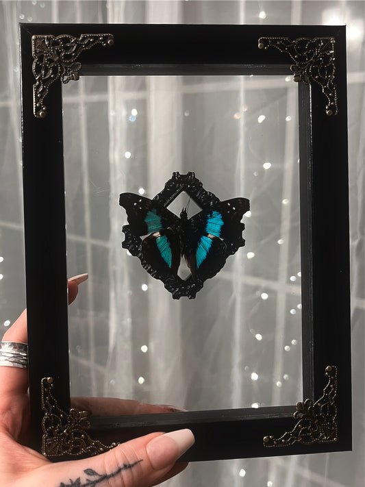 Shadow Box Butterfly Turquoise Empress