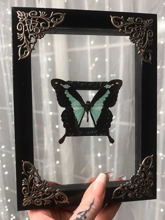 Shadow Box Butterfly Teal Swallowtail