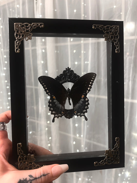 Shadow Box Butterfly Eastern Swallowtail