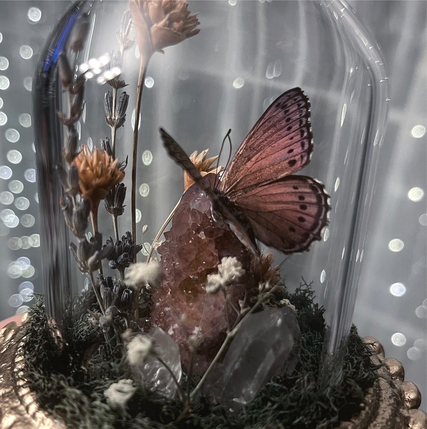 Fancy Glass Dome with Spotted Lilac Tree Nymph & Cactus Quartz