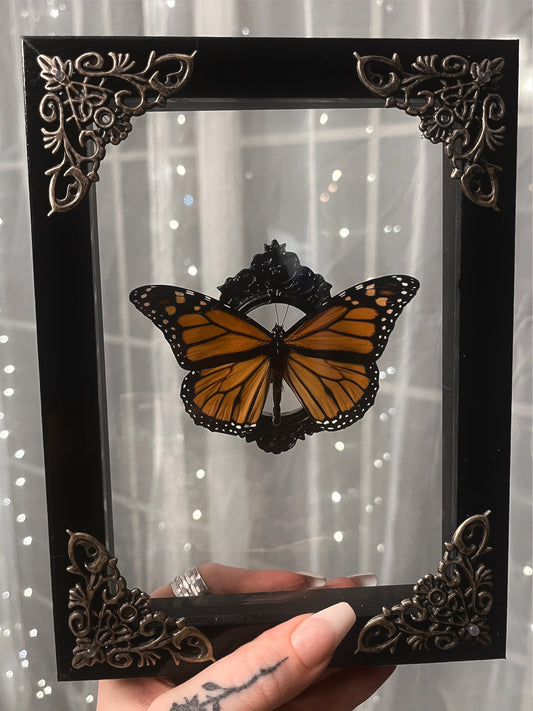 Shadow Box Butterfly Monarch