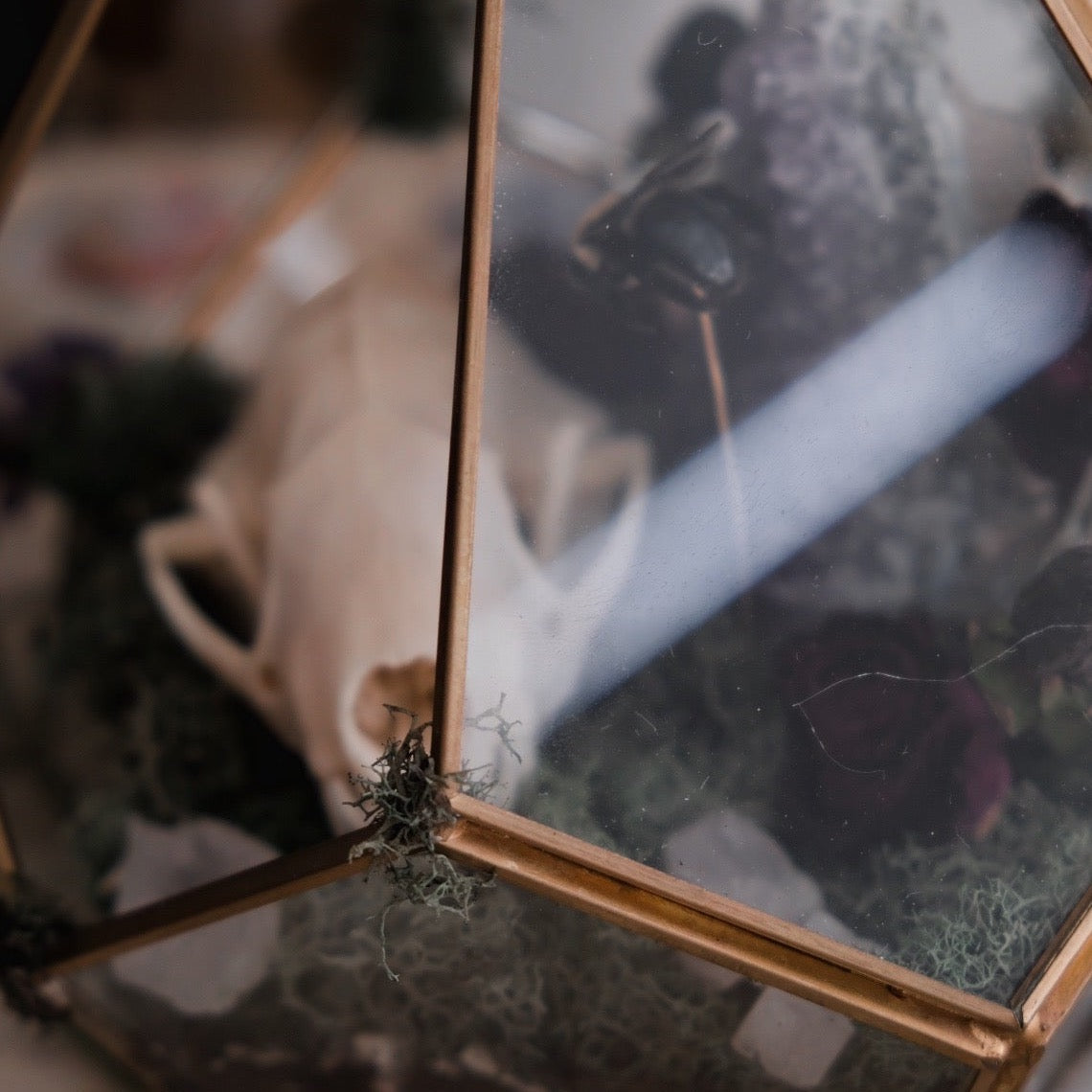 Glass Bone Garden with Skunk Remains & Bumblebee