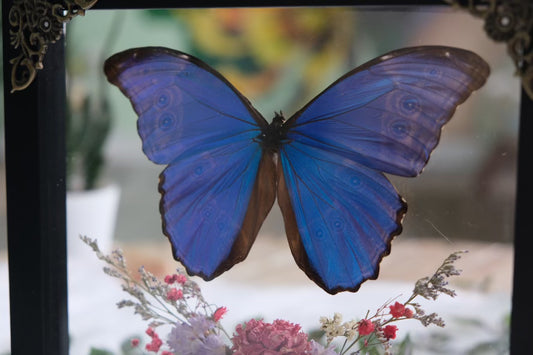 Blue Morpho with Spring Florals Shadowbox