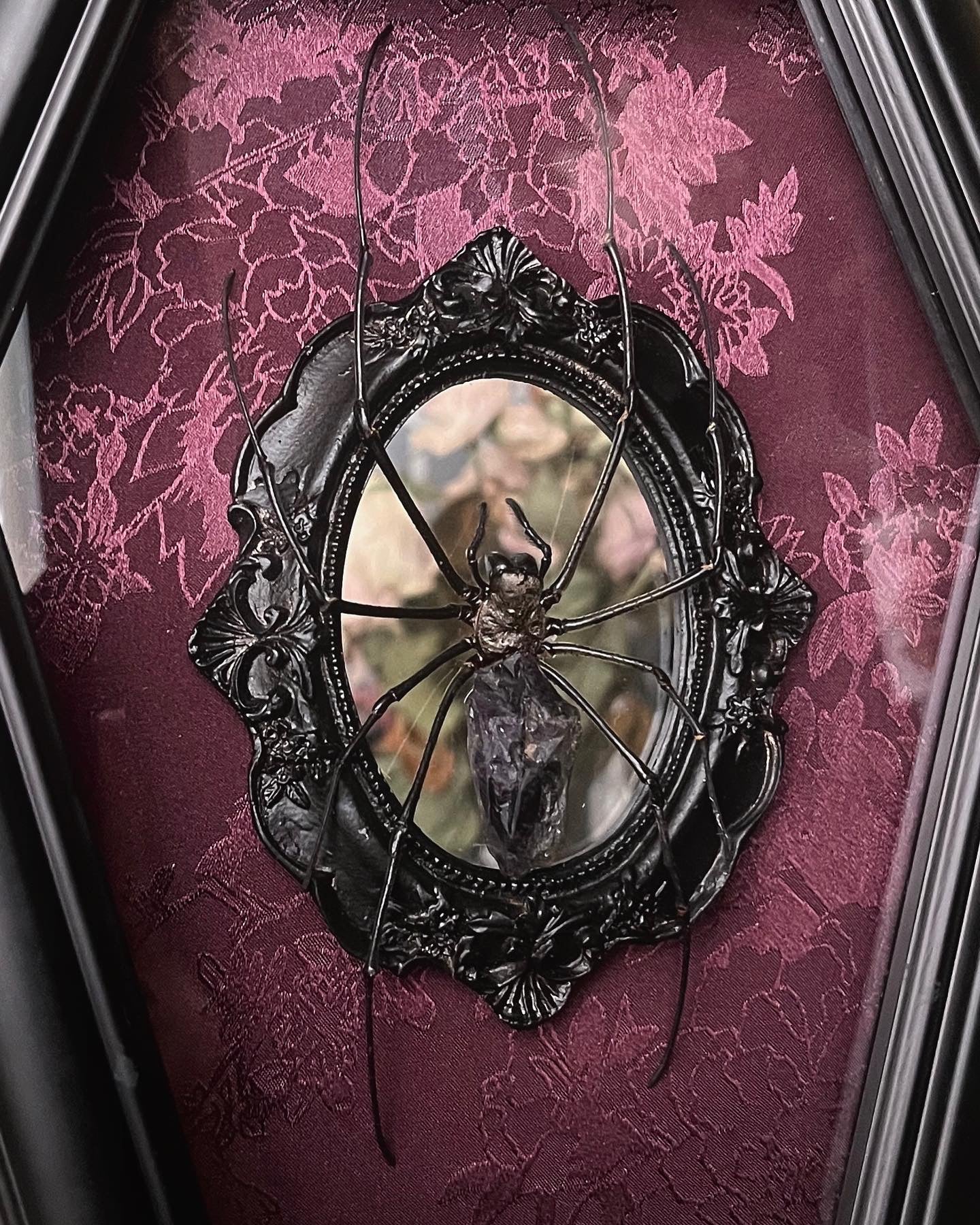 Made to Order Orb Weaver Coffin Shadow Box