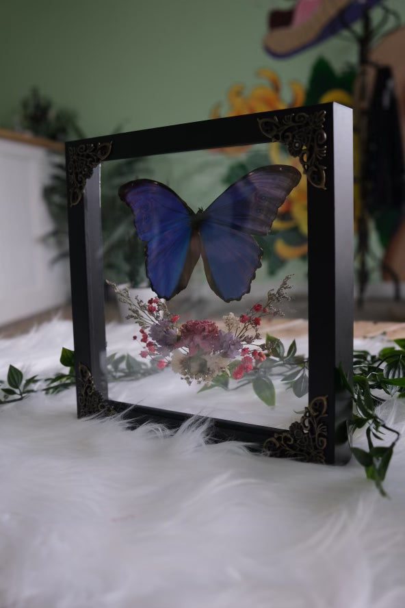 Blue Morpho with Spring Florals Shadowbox